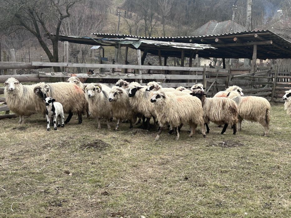 Vand oi turcane de munte