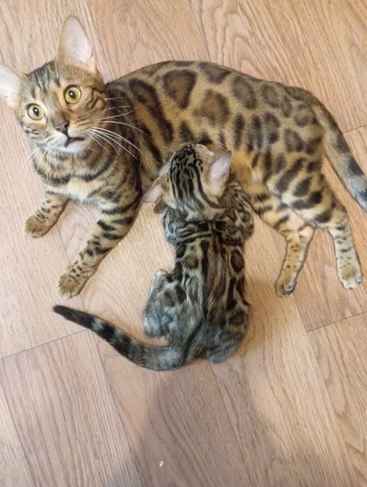 Бенгальские котята