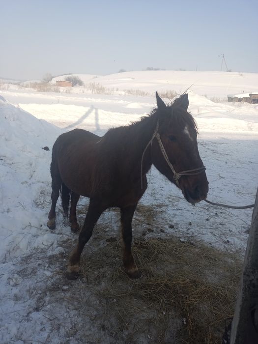 Продаю кобылы жеребая