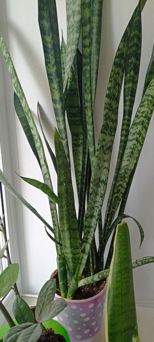 Продам комнатные цветы