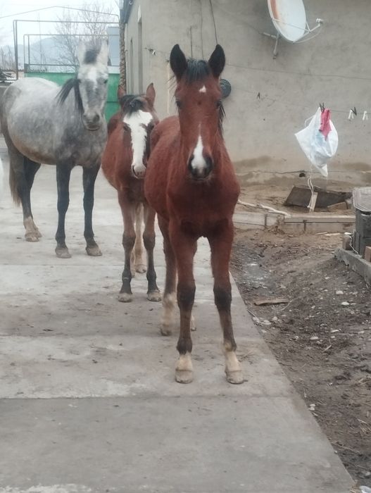 Жабағы сатылады еркек