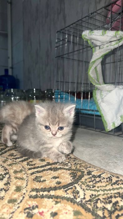 Продаются серебристий шиншилли котяти