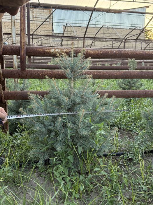 Archa srochna sotiladi