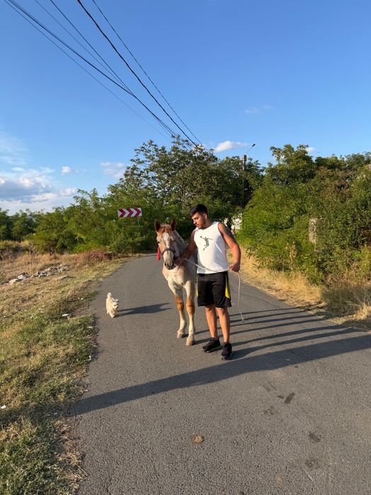 Mânză de vânzare bună