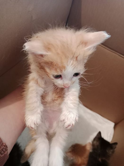 Отдам котят в добрые руки