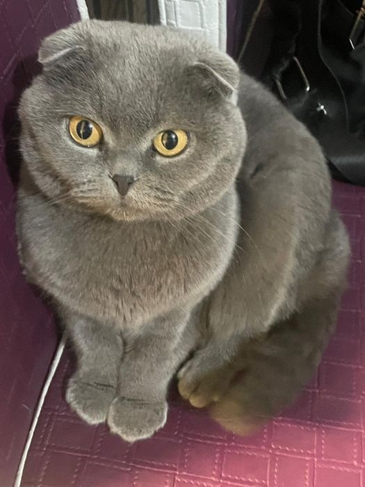 Кошка Шотладская вислоушка