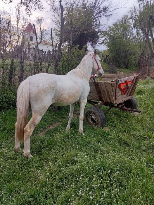 Vand sau schimb iapă garantată la tras