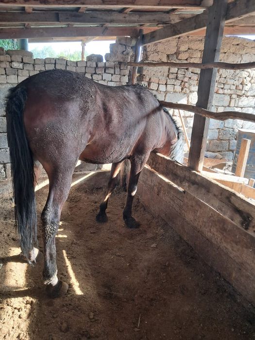 Порноға онлайн сену