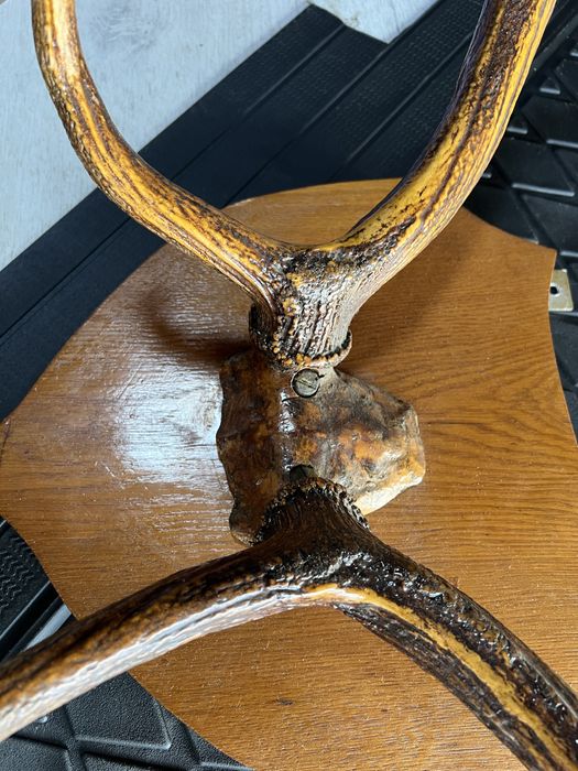 Coarne Cerb autentice mari