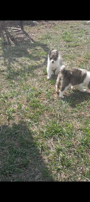 В продаже щенки лайки