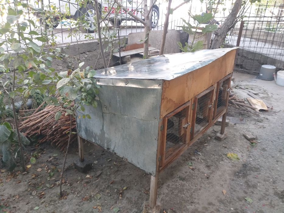 Quyon katag sotiladi.