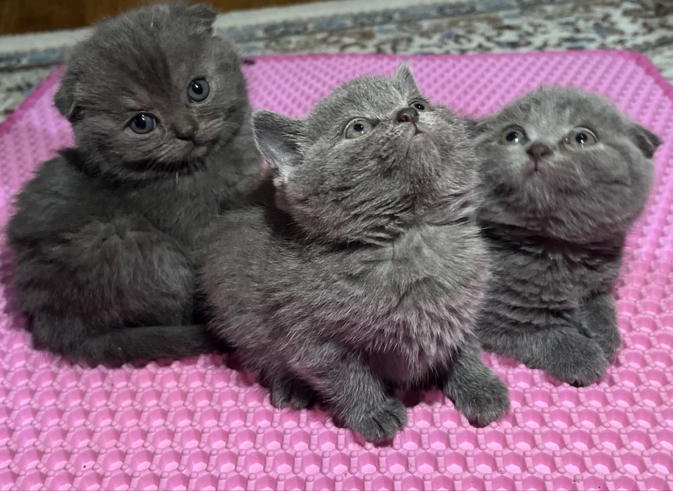 Скоттиш фолд и страй