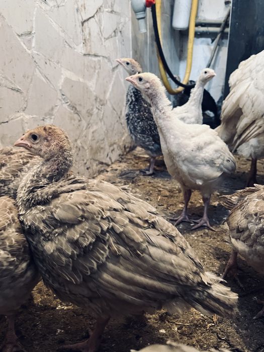 Индюшата Үндік балапандар 20шт