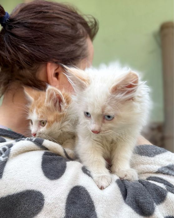 Котенок в добрые руки