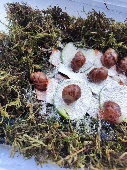 Архахатина маргината овум