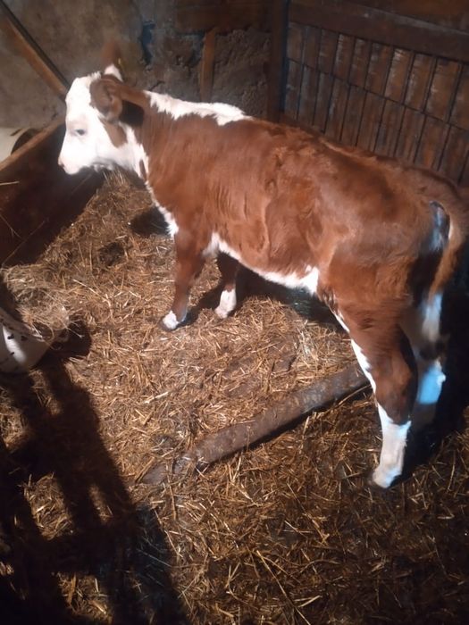 Продам тёлку 1 месяц