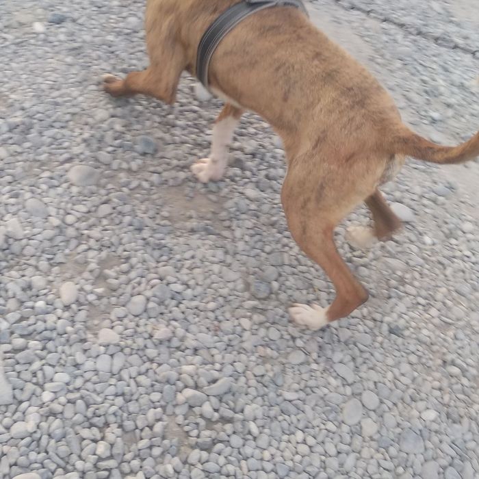 It sotiladi zoti pitbul qoriqlashi zoʻr urushi zoʻr