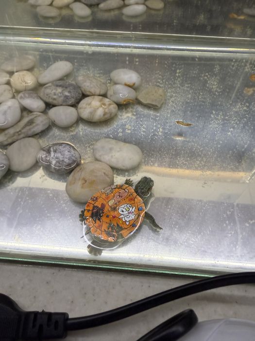 Продам черепах в аквариуме