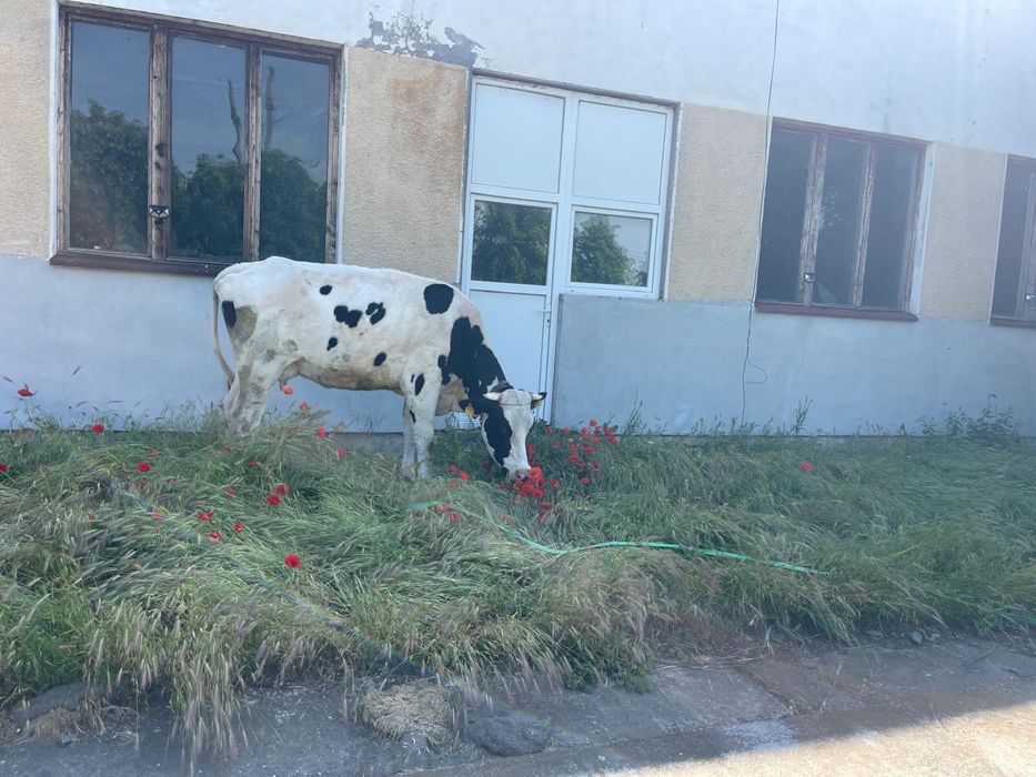 Vaca cu lapte de vanzare