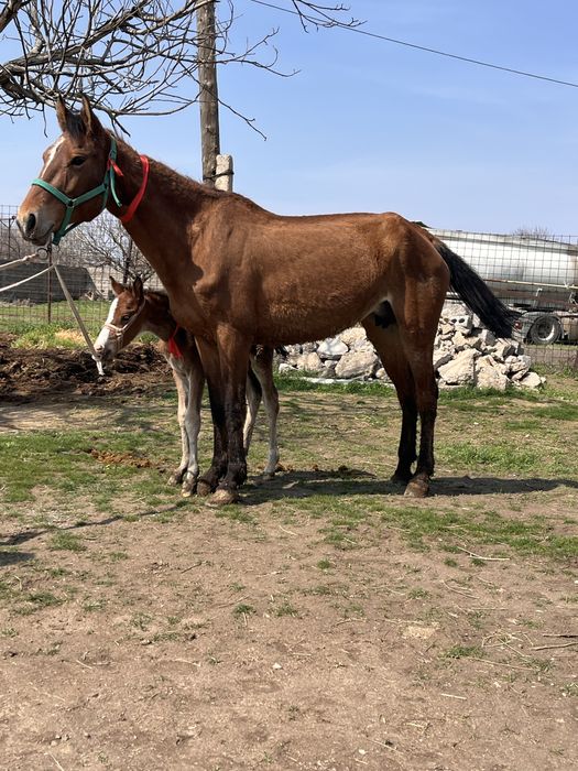 Құлынды бие сатылады