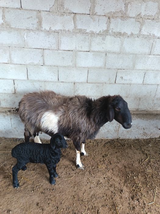 Ona bola quy sotiladi