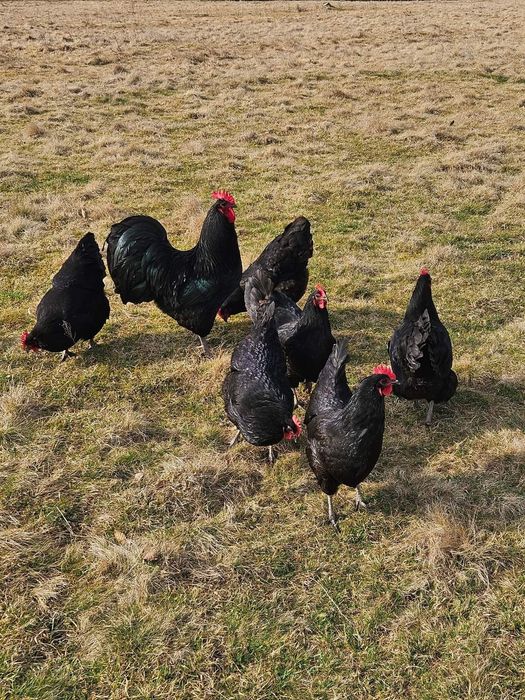 Ouă Australorp negru