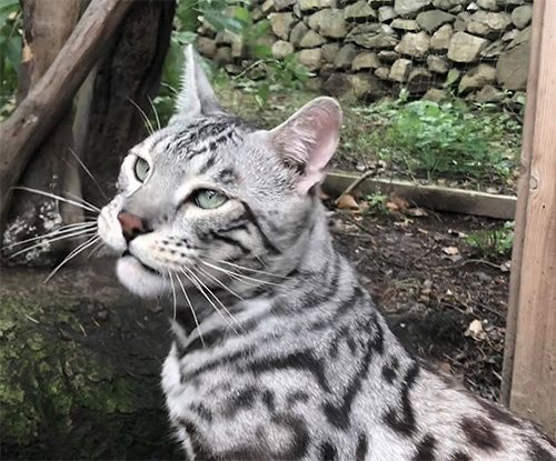 Серебристые Бенгалы! Редкость - КРАСОТА