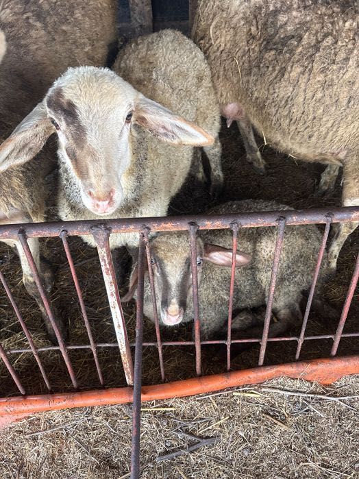 Агнета от 25 до 45 кг