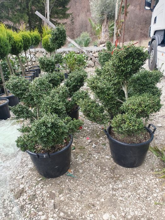 Vindem palmieri de mai multe dimensiuni ce rezista la -20grade