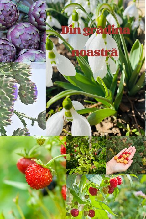 Smochini, butași de muri, stoloni de fragi, aluni, smochini, măslini,l