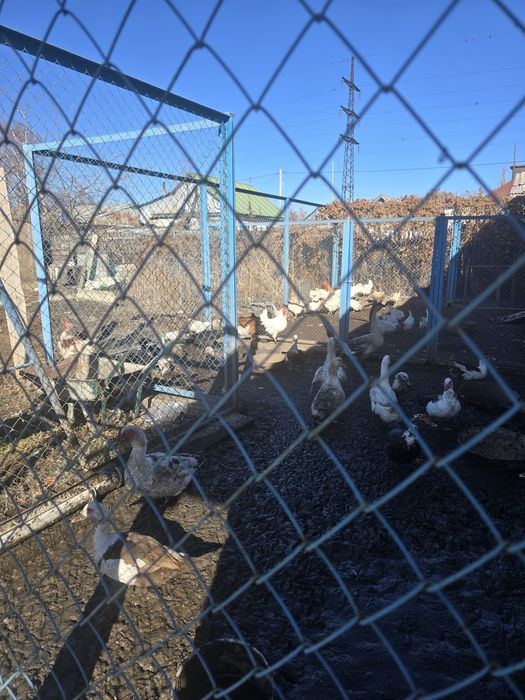 Продам уток 8- месяцев