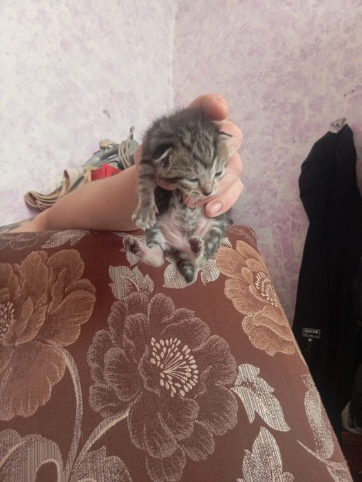 Продам котят красивые