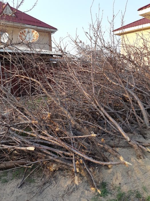 Дрова отдам (бесплатно) Алматы