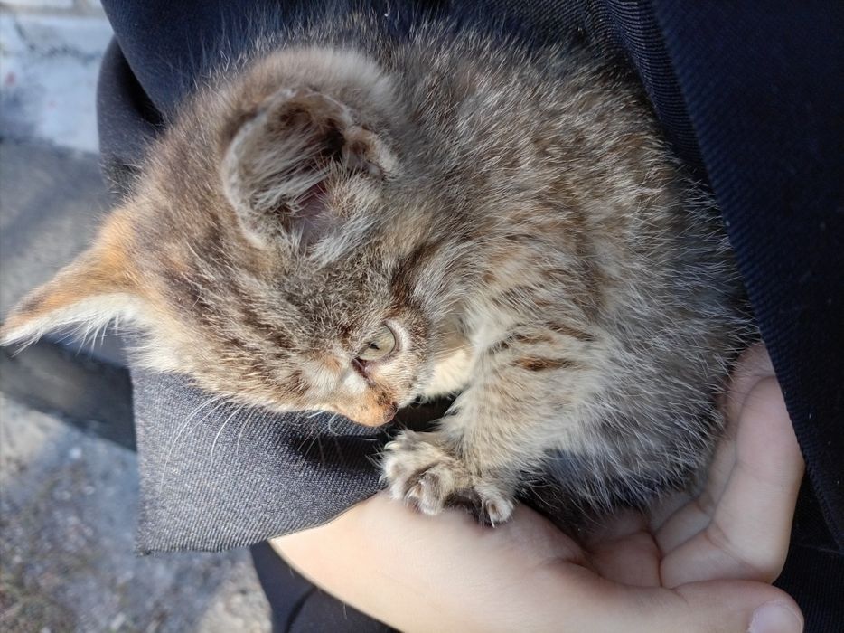 Отдам котёнка в хорошие руки