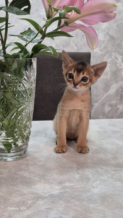 Абиссинские котята