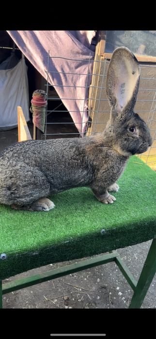 Mascul urias germna gri