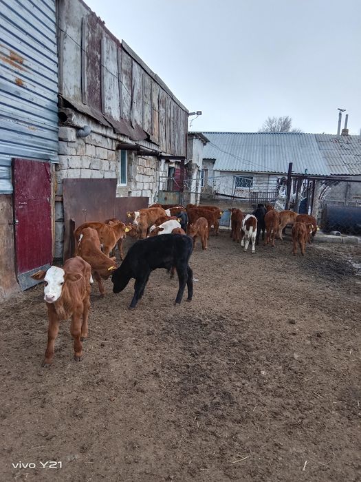 Продам телят подсосных