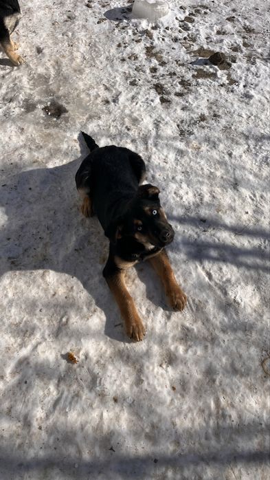 Күшіктер, щенки в добрые руки