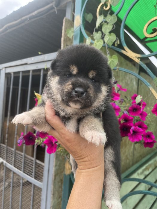 Замечательные щенки японской сибы