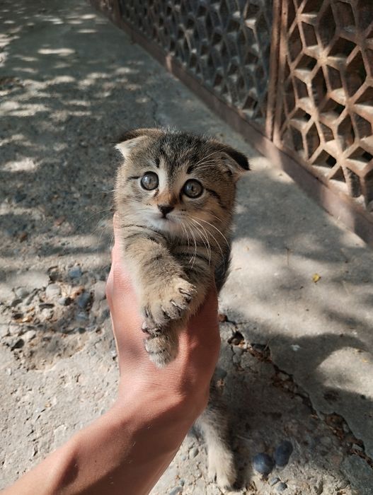 Котёнок вислоухий мальчик