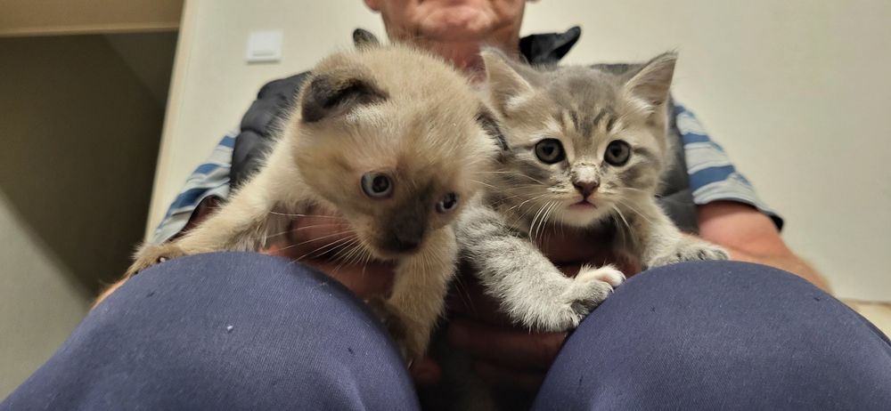 Отдам котят в надежные руки!