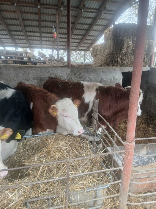 Vitei baltati de vinzare