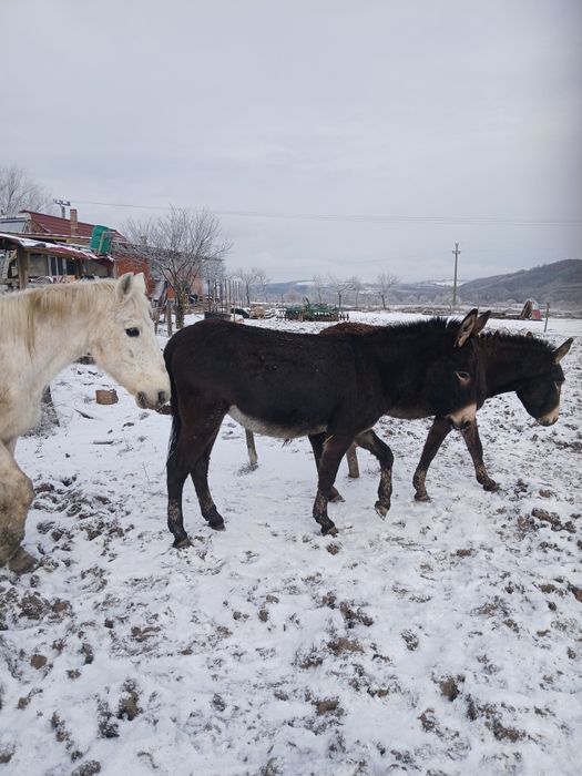 Vând magarite cu lapte