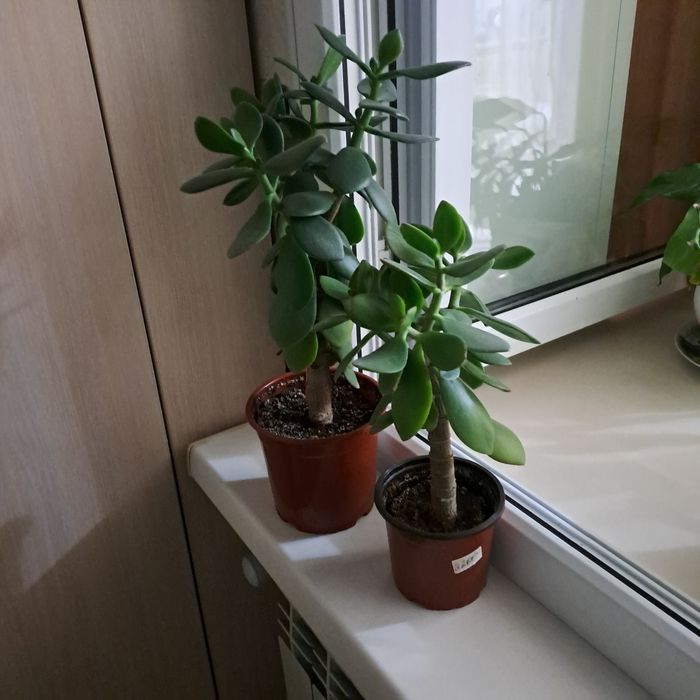 Продам денежное дерево