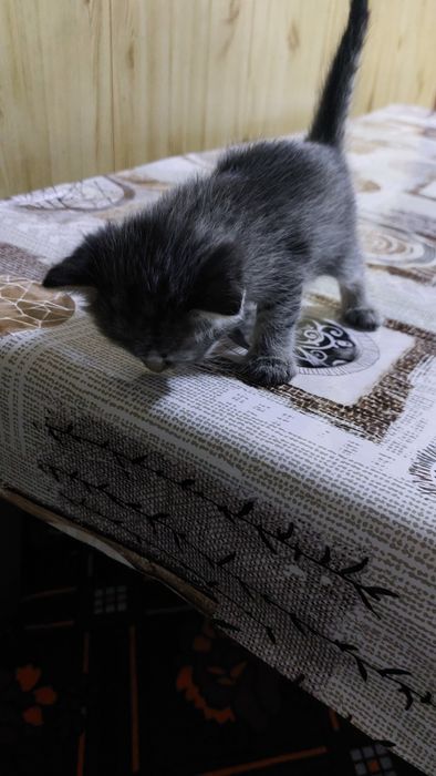 отдам котенка 2 мес