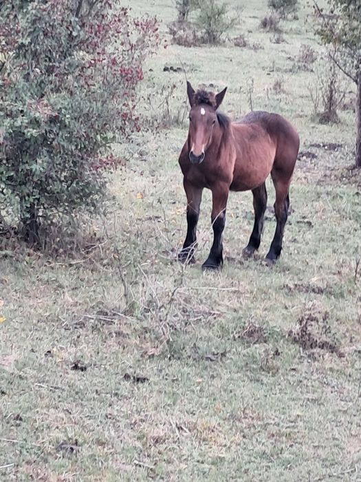 De vânzare mânz De 4 lunii
