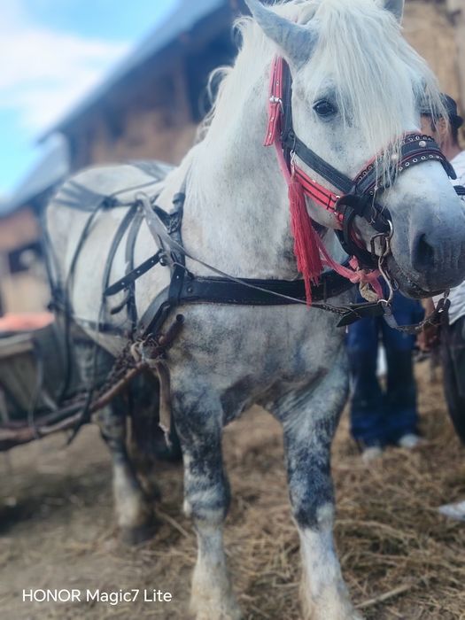 Vând sau schimb armăsar blând