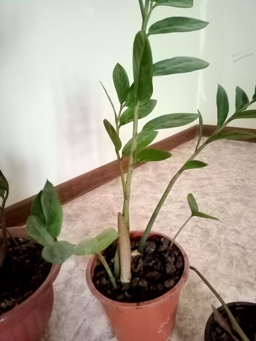 Продам комнатные цветы