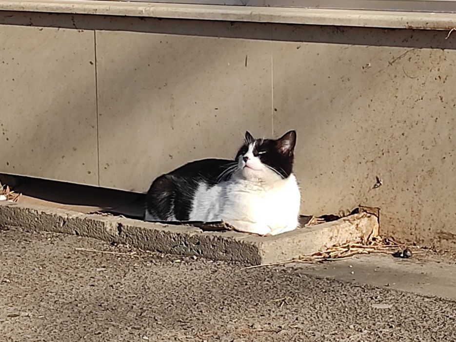 Доли, 2-годишна, супер социална, търси дом!