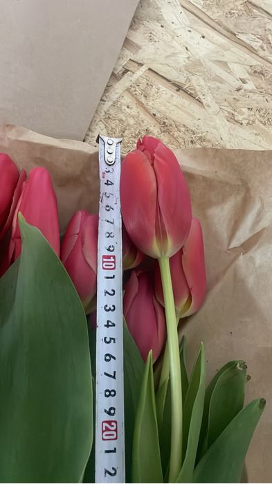 Тюльпаны с теплиц самые качественные и крупные